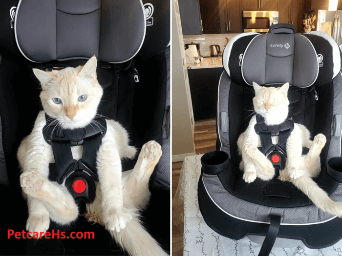 CAT CAR SEAT