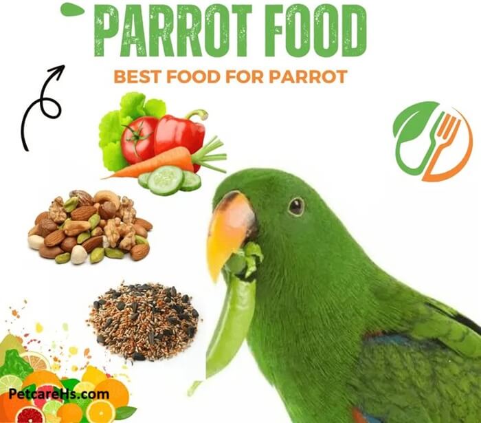 How to Care for  Parrots
