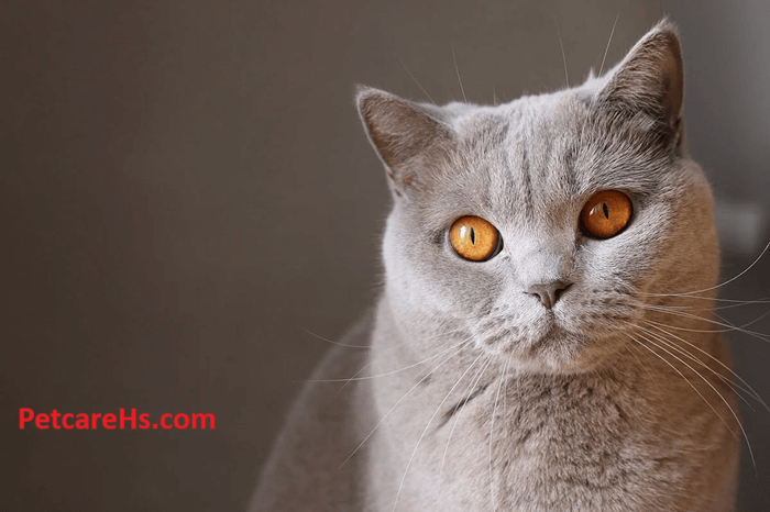 How Long Do Cats Live Cat Life Stages