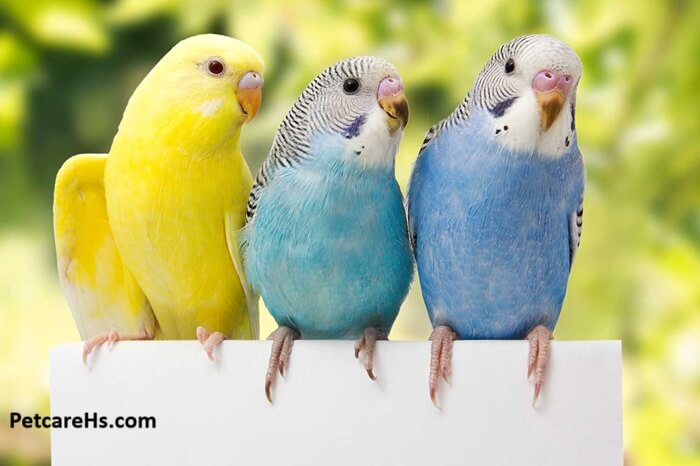 How to Care for  Parrots