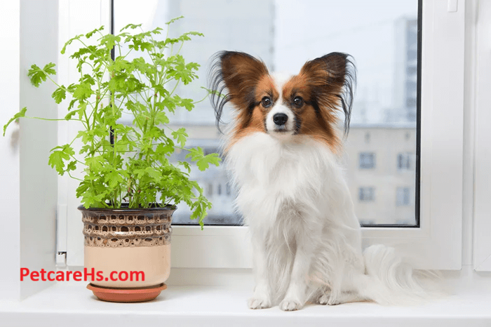Indoor Pets, 5 Essential Tips for Staying Healthy