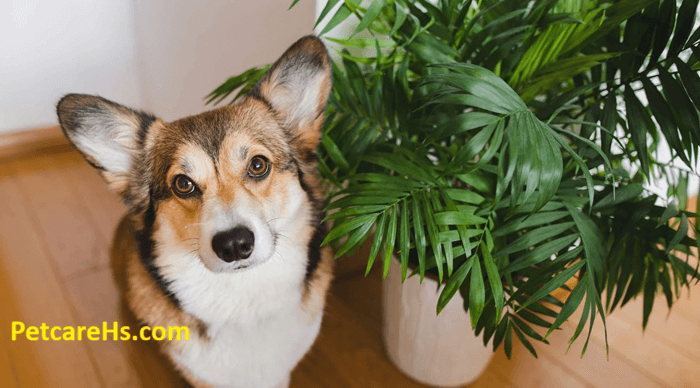 Indoor Pets, 5 Essential Tips for Staying Healthy