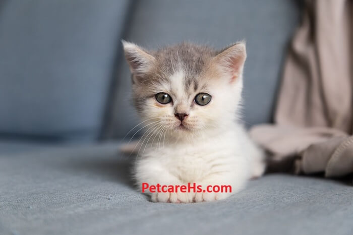 Indoor Pets, 5 Essential Tips for Staying Healthy