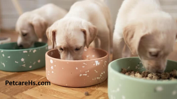 Indoor Pets, 5 Essential Tips for Staying Healthy