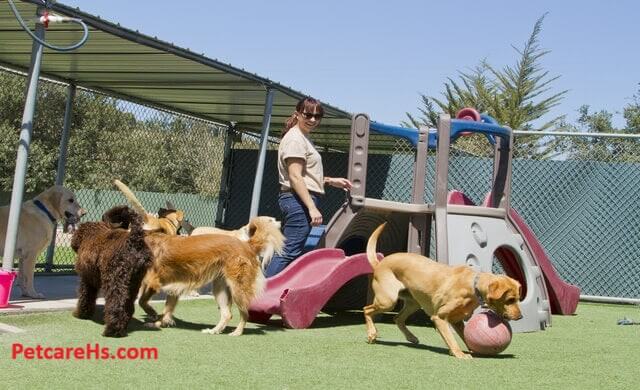 Starting A Home And Pet Care Business In Virginia