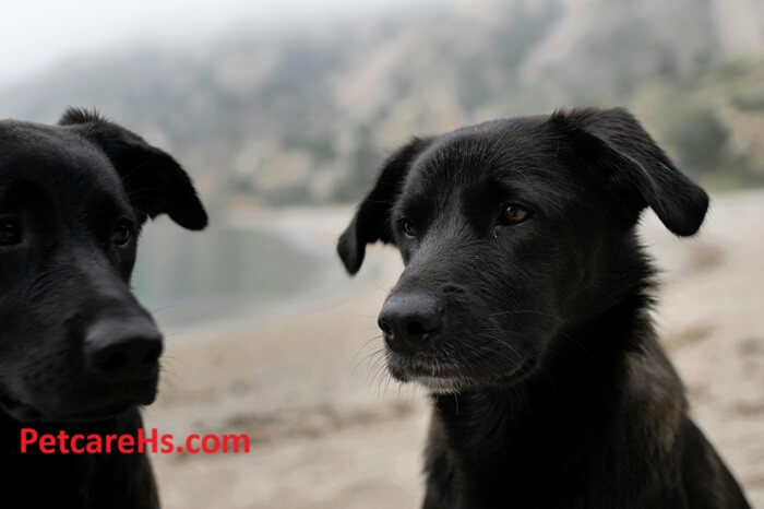 black lab puppies