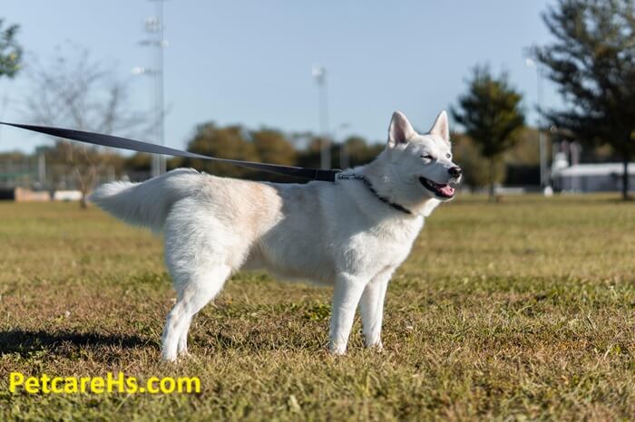 Basic Pet Care Tips to Keep Your Companions Happy, Healthy