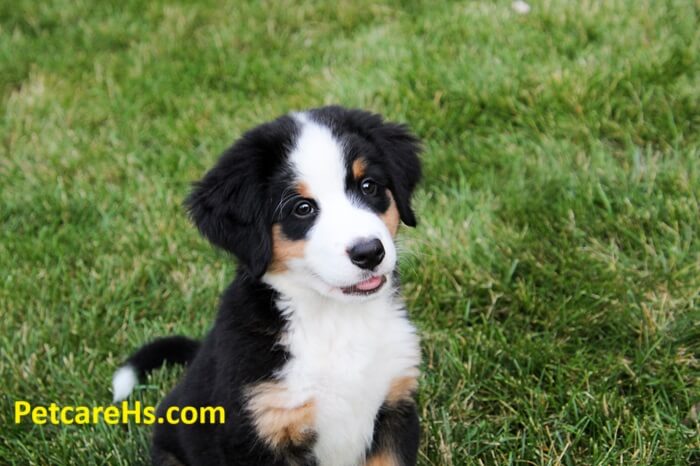 Bernese Mountain Dog Puppies