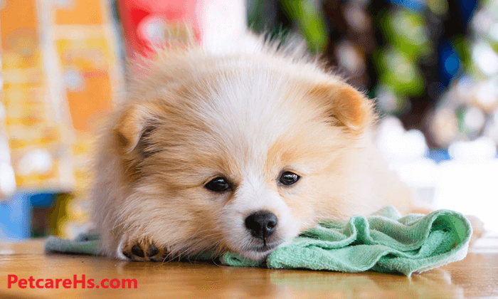 How To Care For A Sick Puppies?