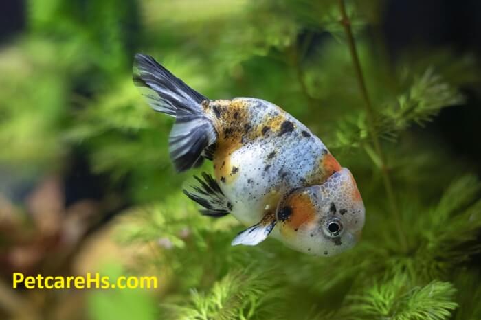 Ranchu Goldfish
