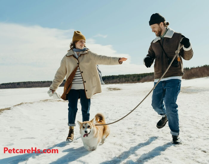 Safe and Fun Winter Activities for You and Your Pet