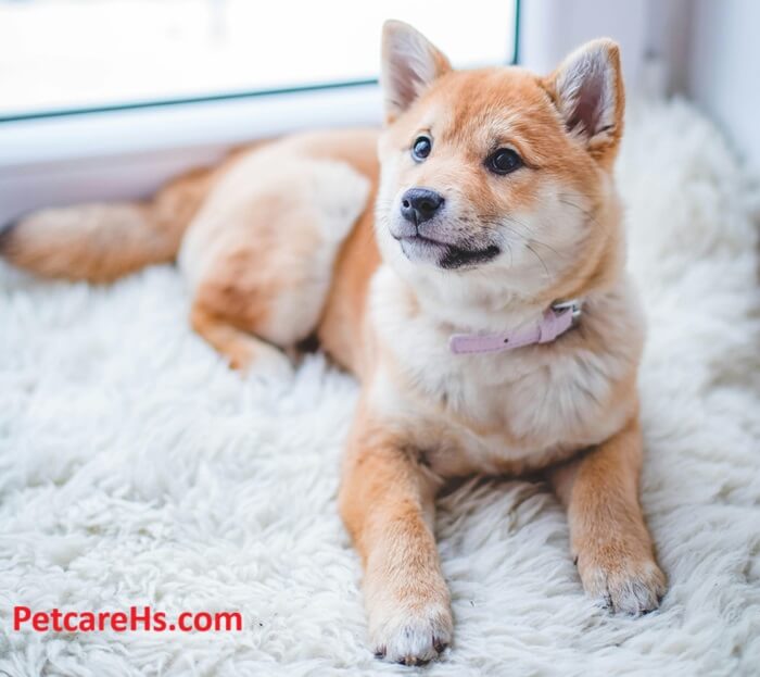 Dog Training Techniques
